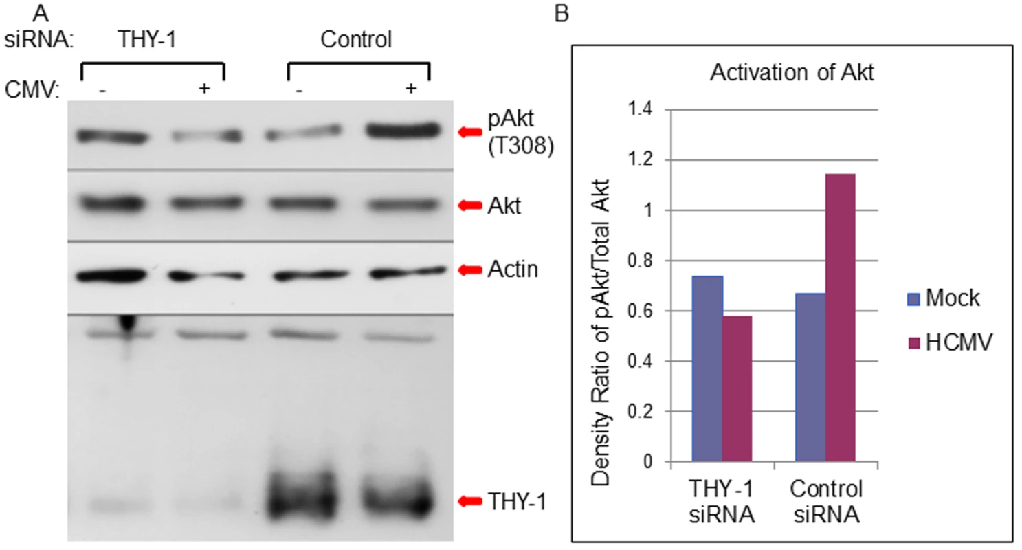 Down-regulation of THY-1 expression blocks HCMV-induced activation of Akt MRC-5 cells were nucleofected with THY-1 specific or control non-targeting siRNAs as described in <em class=&quot;ref&quot;>Fig 1</em>.