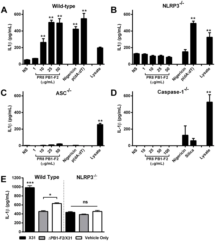 Murine cells unable to express NLRP3-inflammasome complex activators are not stimulated by PR8 PB1-F2 peptide.