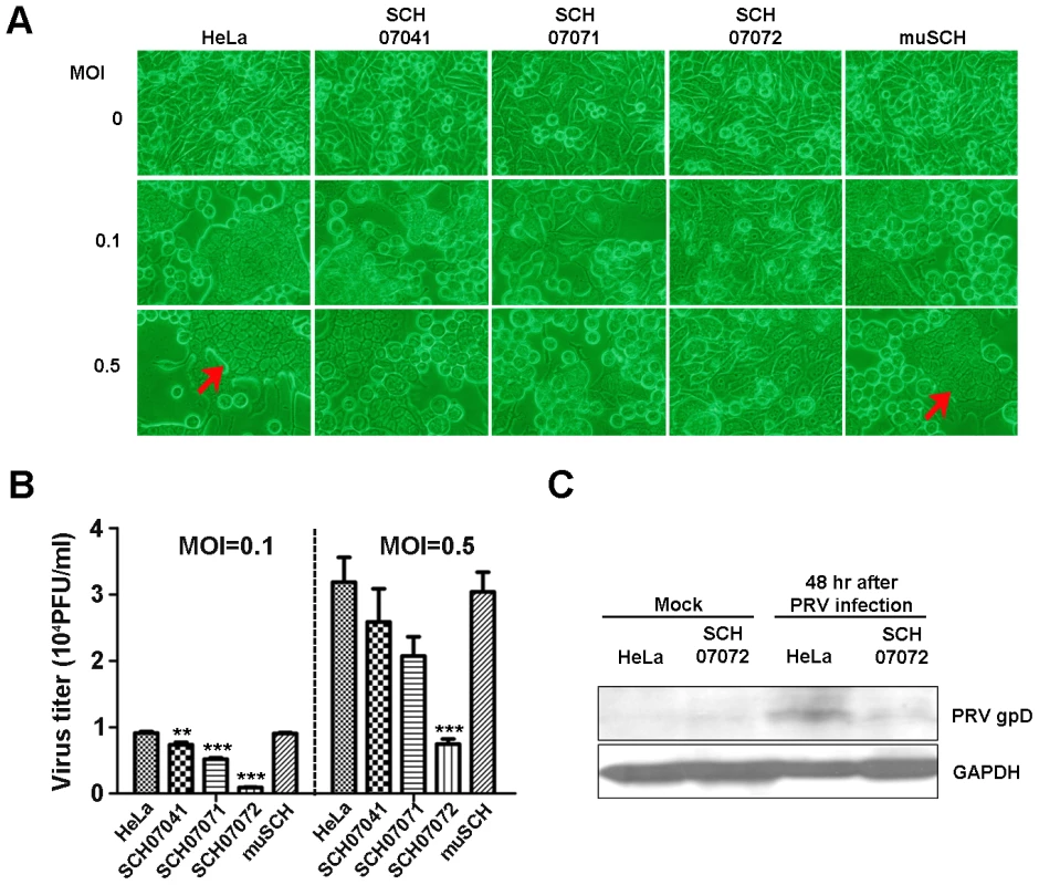 3D8 scFv expression in transgenic HeLa cells confers resistance to PRV.