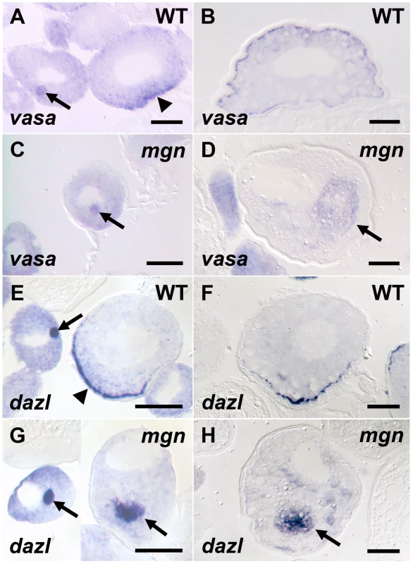 Germ plasm RNAs fail to localize to the cortex of <i>mgn</i> mutant oocytes.