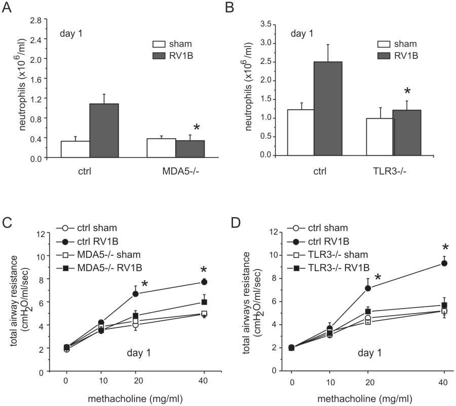 Airway inflammation and responsiveness in RV1B-infected MDA5−/− and TLR3−/− mice.
