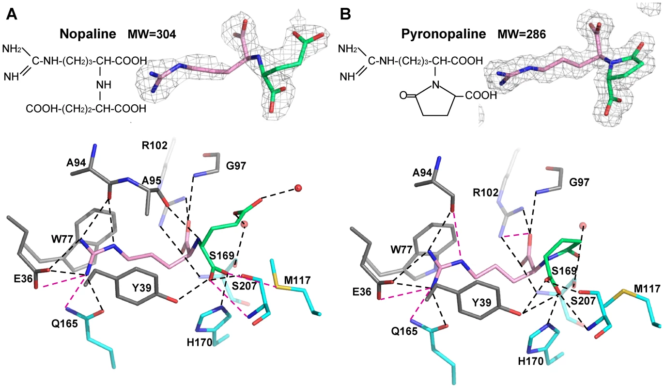 Nopaline (A) and pyronopaline (B) bound to the ligand binding site of NocT are shown as pink/limegreen and pink/blue stick in their simulated annealing Fo-Fc omit map contoured at 4 σ, respectively.