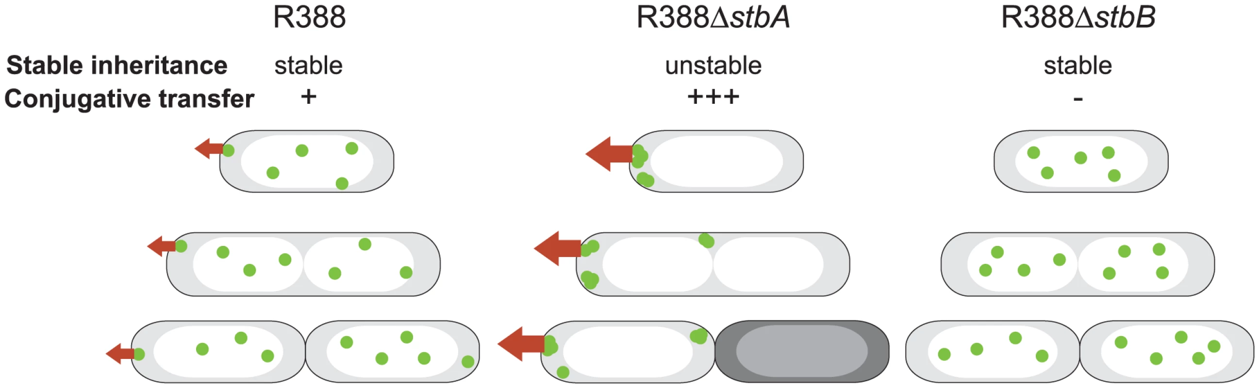 A schematic model to explain the behavior of <i>stb</i> mutants of plasmid R388.
