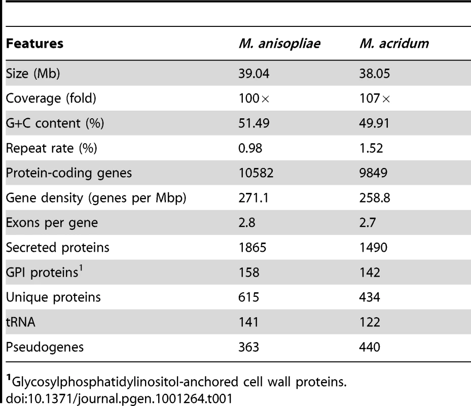 Main features of the <i>M. anisopliae</i> and <i>M. acridum</i> genomes.