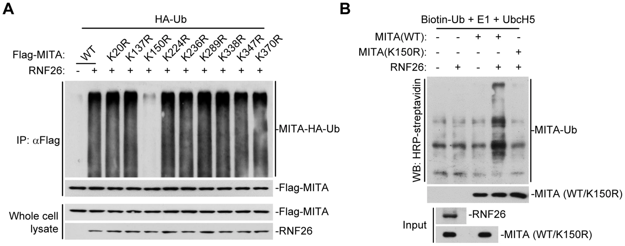 RNF26 promotes polyubiquitination of MITA at K150.