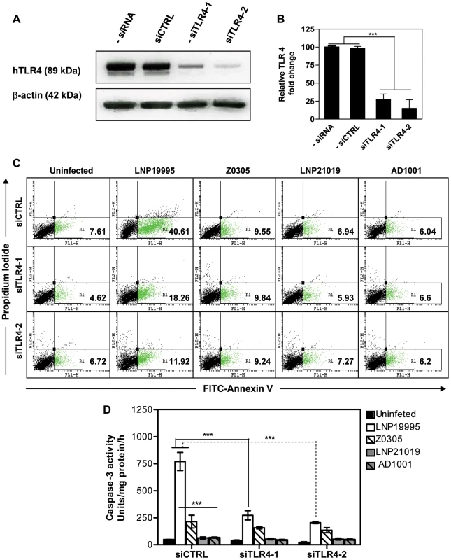 TLR4 depletion improves survival of cells infected with the ST-11 isolates.