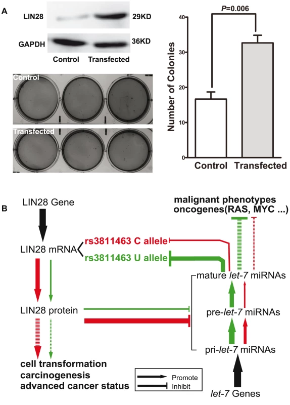 LIN28 transforms MCF 10A cells.