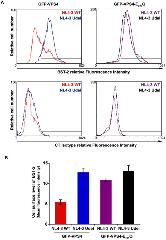 Overexpression of a dominant negative VPS4 mutant impairs Vpu-induced BST-2 cell surface down-regulation.