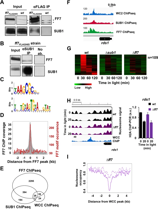 FF7 interacts weakly with SUB1 and co-regulates light-inducible and non light-inducible genes.