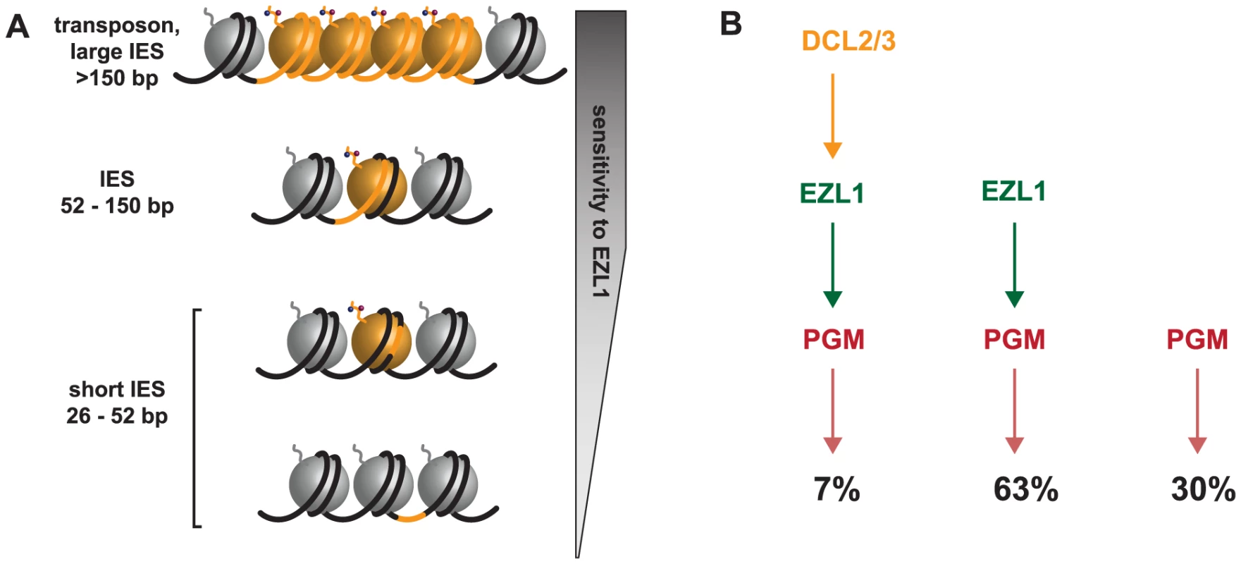 Model for the action of the histone methyltransferase Ezl1 in programmed genome rearrangements and schematic representation of partially overlapping pathways involved in IES excision.