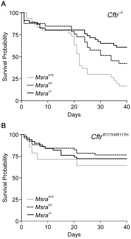 Kaplan-Meier survival curves in CF mice according to <i>Msra</i> genotype.