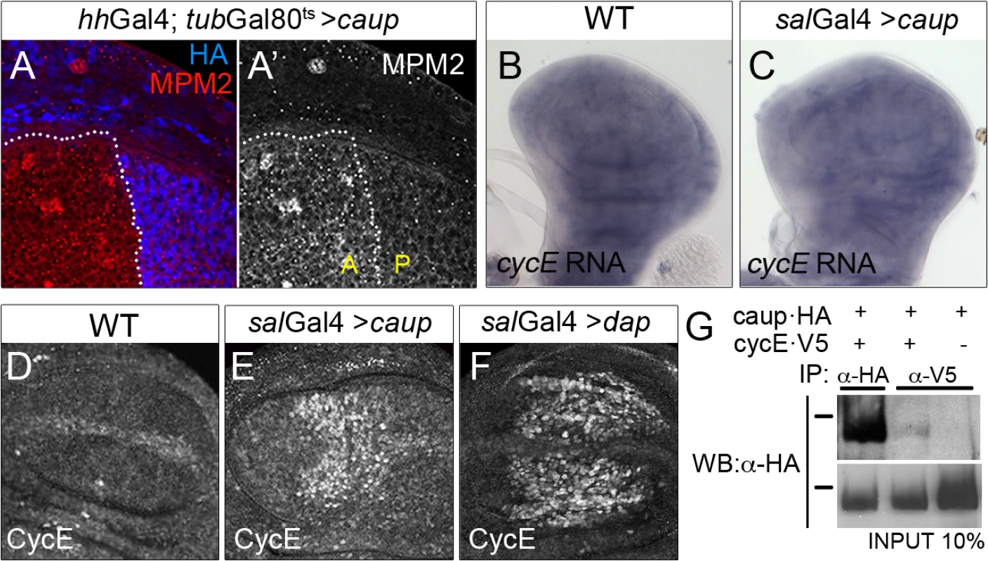 Functional and physical interaction of Caup with the CycE/Cdk2 complex.