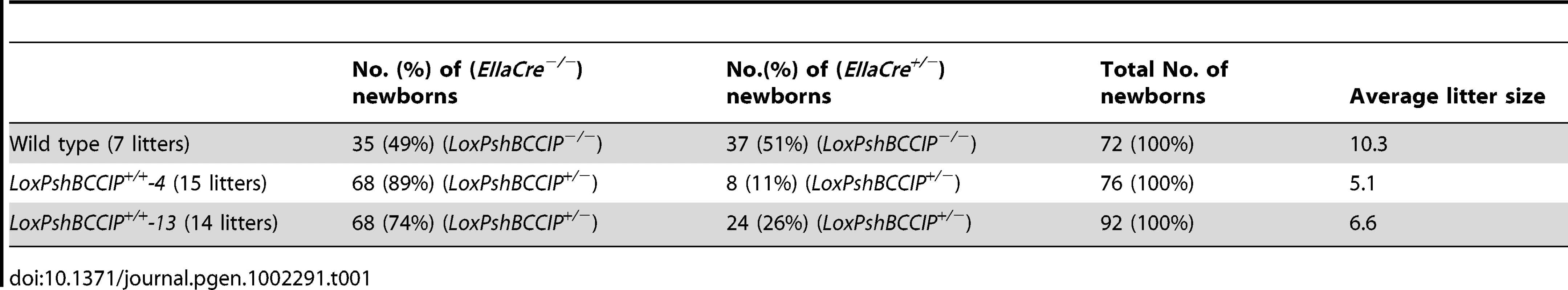 Genotype distribution of newborns from cross-breeding between the two conditional LoxPshBCCIP&lt;sup&gt;+/+&lt;/sup&gt; mouse lines with the EIIaCre&lt;sup&gt;+/−&lt;/sup&gt; mice.