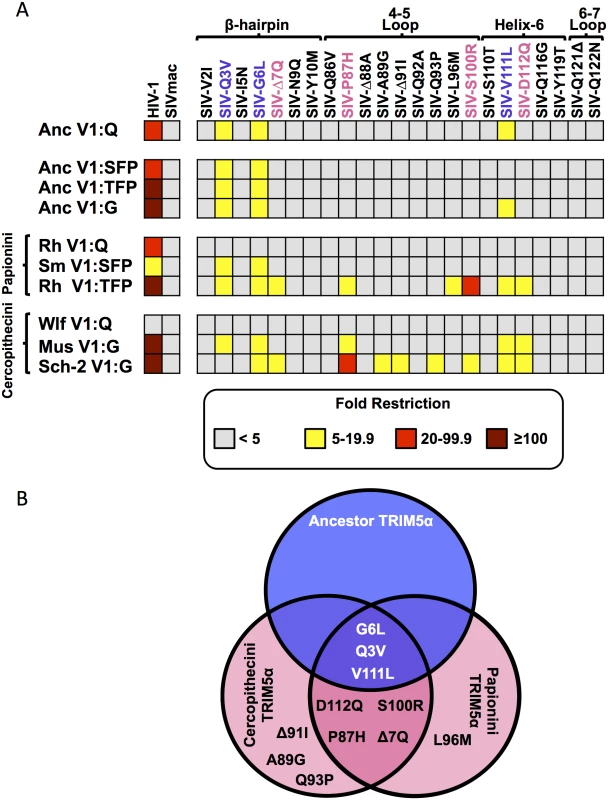 Convergent evolution in capsid targeting among Old World monkey TRIM5αs.