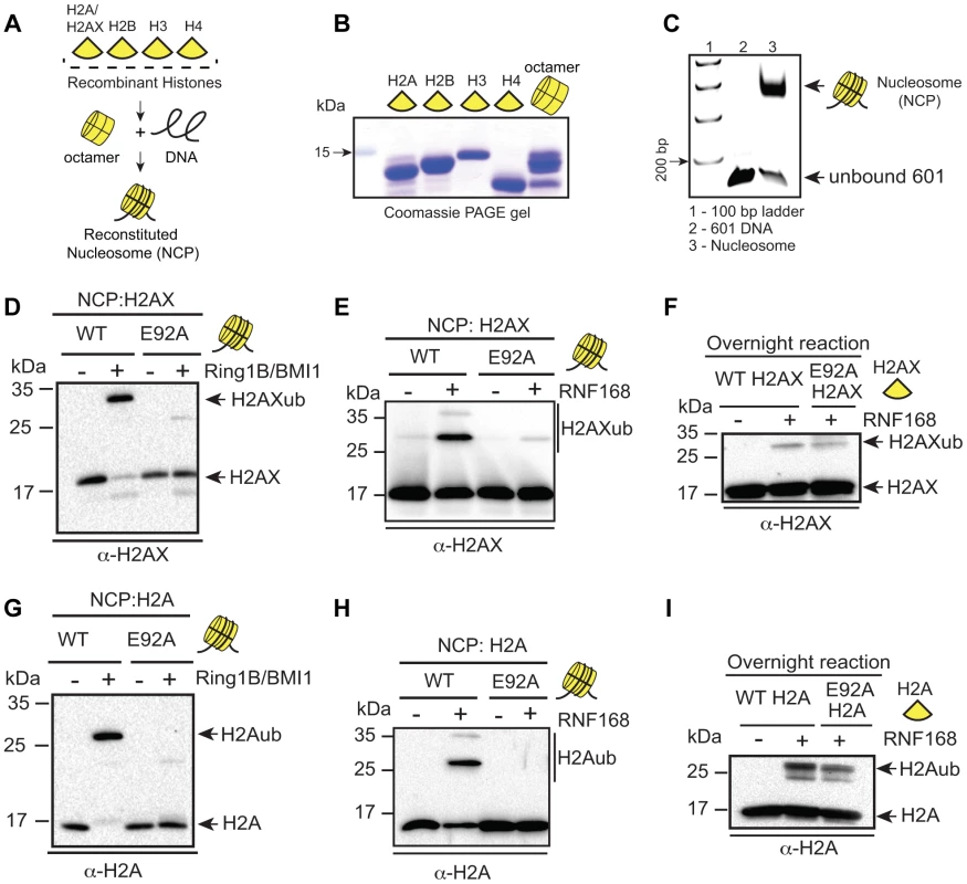 RING1B/BMI1- and RNF168-dependent ubiquitination of H2AX/H2A requires the nucleosome acidic patch <i>in vitro</i>.