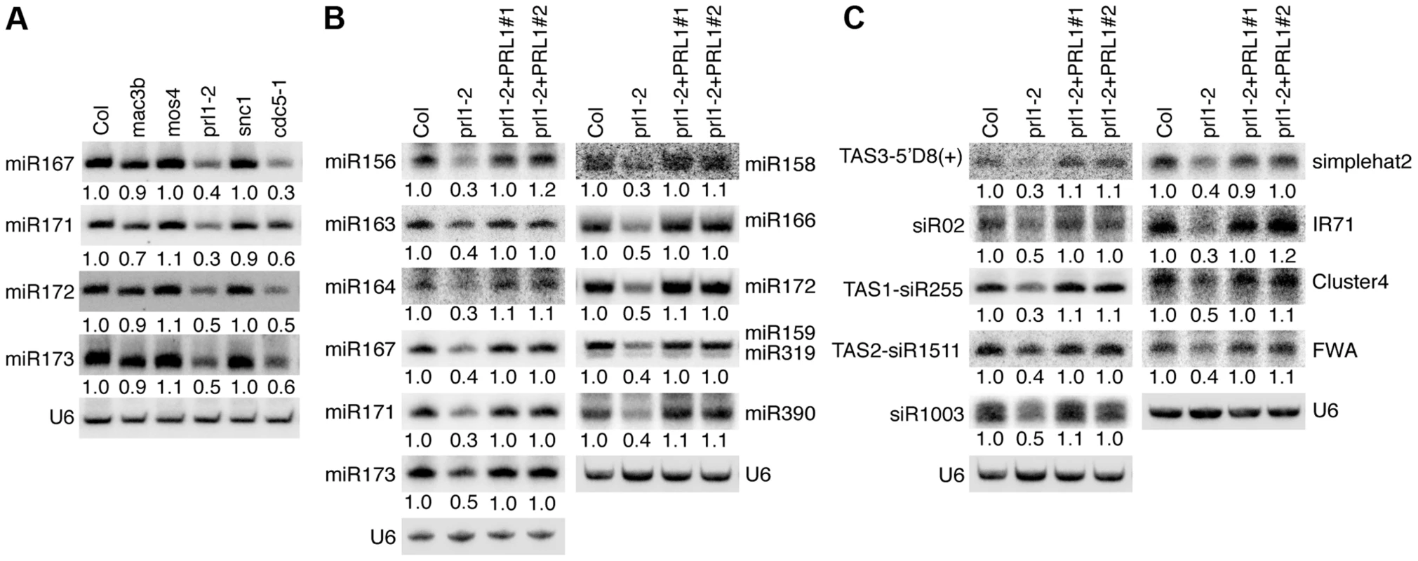 PRL1 is required for the accumulation of miRNAs.