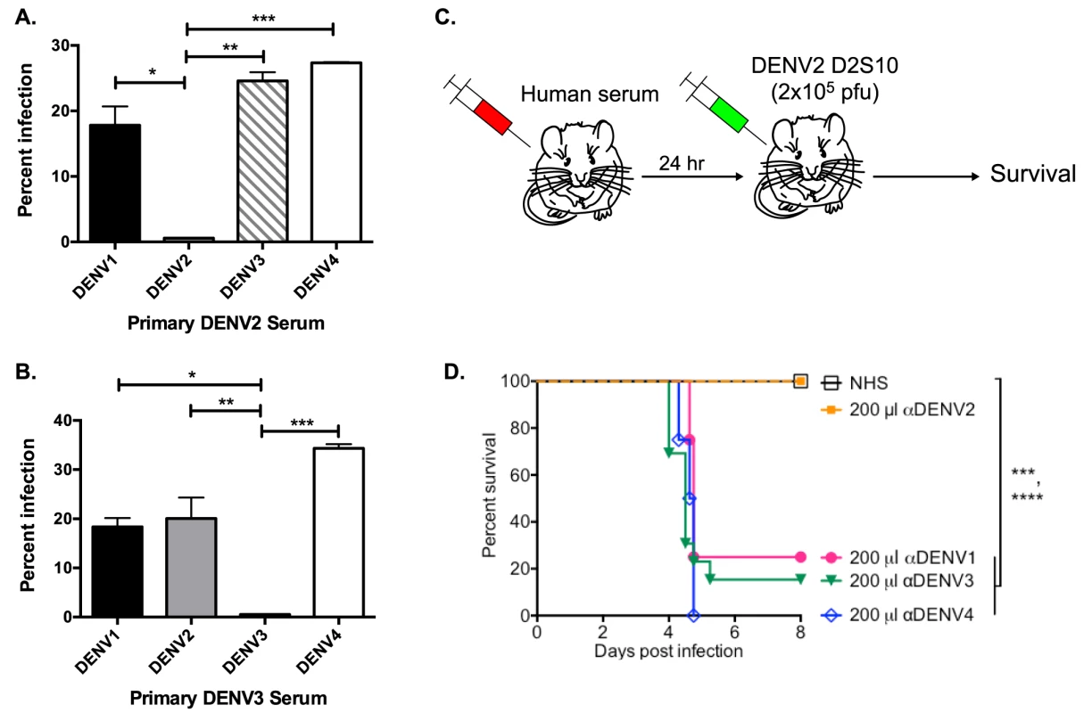 Primary DENV-immune human sera enhance heterotypic but not homotypic serotypes at high serum concentrations <i>in vitro</i> and <i>in vivo</i>.