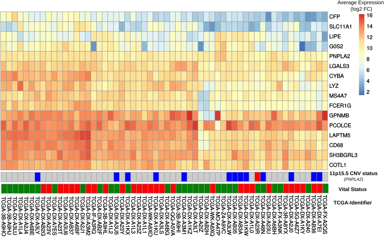 Comparison of gene expression in DAKO adipose tissue and in human dedifferentiated liposarcomas.
