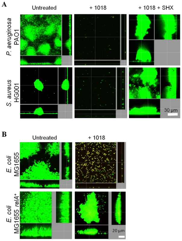 Enhanced (p)ppGpp production leads to altered susceptibility of biofilms to peptides.