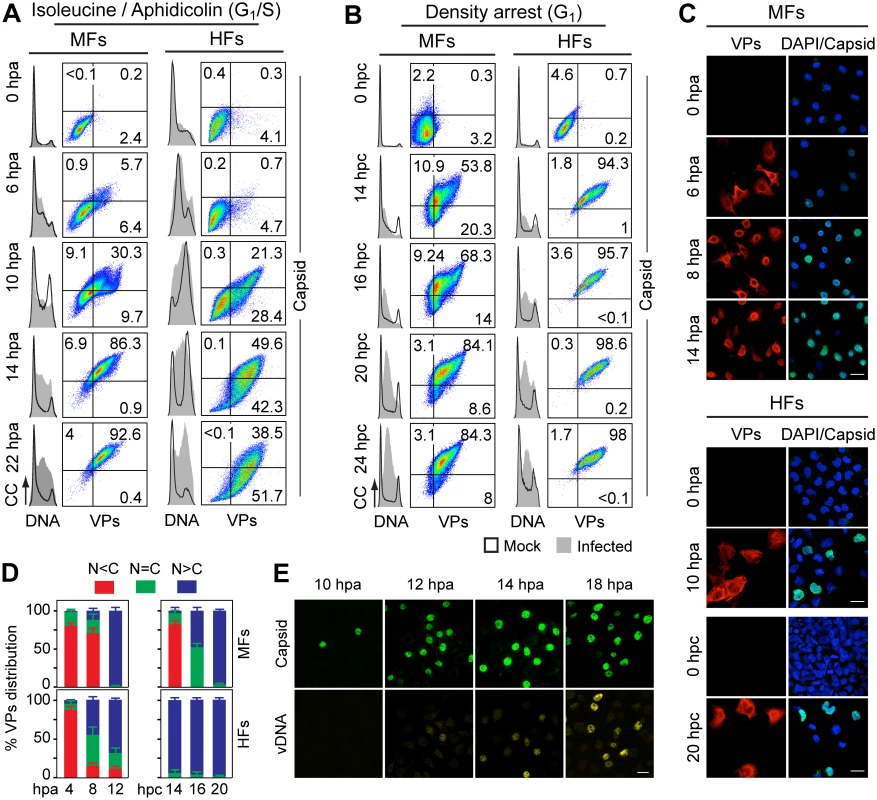 Cell cycle dependence of VPs expression and capsid assembly in the synchronous MVM infection of mammalian fibroblasts.