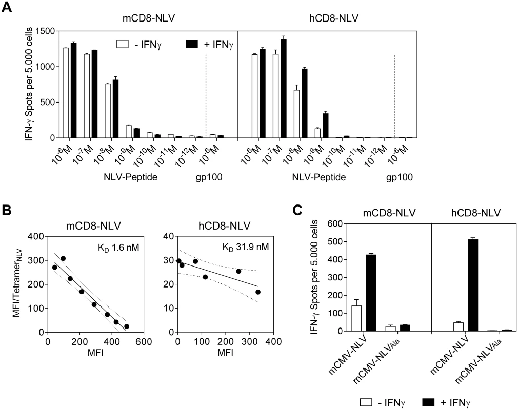 Epitope recognition by NLV peptide specific CD8 T cells.
