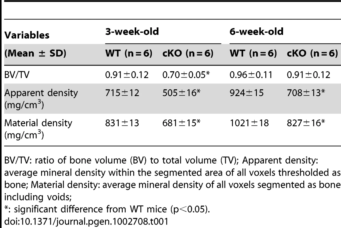 Quantitative μ-CT analyses of the cortical bone (the midshaft region) of the tibias from 3-week-old and 6-week-old WT and <i>Fam20c</i>-cKO mice.