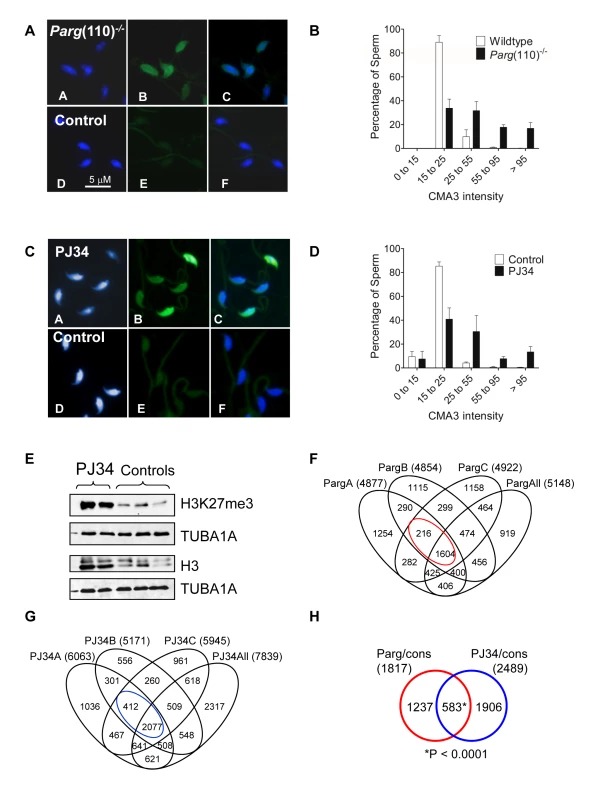 Aberrant chromatin composition in mouse models of altered PAR metabolism.
