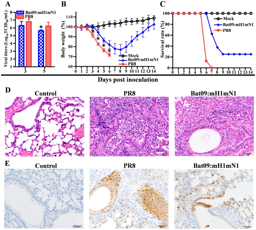 Pathogenicity of Bat09:mH1mN1 and PR8 viruses in mice.