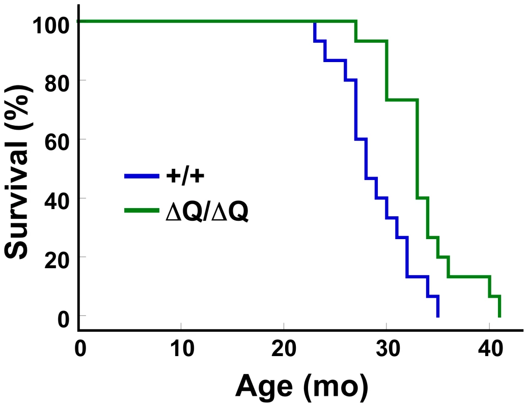 <i>Hdh<sup>ΔQ/ΔQ</sup></i> mice live significantly longer than wild-type mice.
