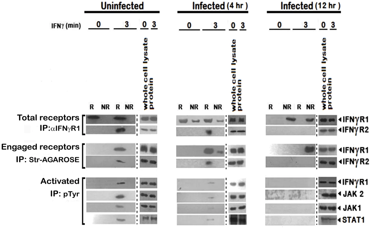 Repression of IFNγR subunit assembly in disrupted lipid raft microdomains in LD infected MØs abrogates productive IFNγ signaling.