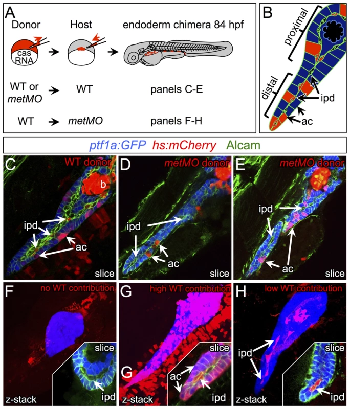HGF/Met signaling is required in intrapancreatic ducts for pancreatic tail morphogenesis.