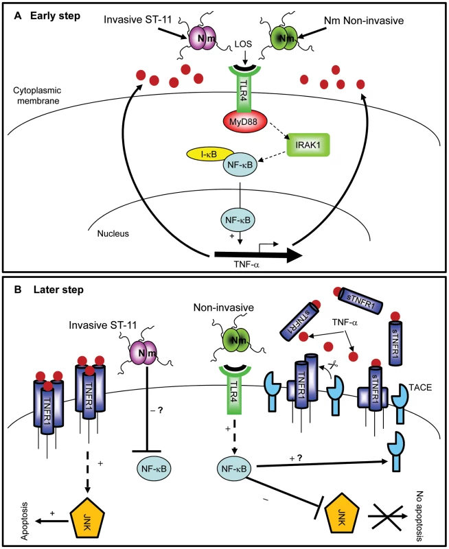 Differential modulation of NF-κB activity by invasive ST-11 and non-invasive carriage isolates leading to cell death and survival of epithelial cells.