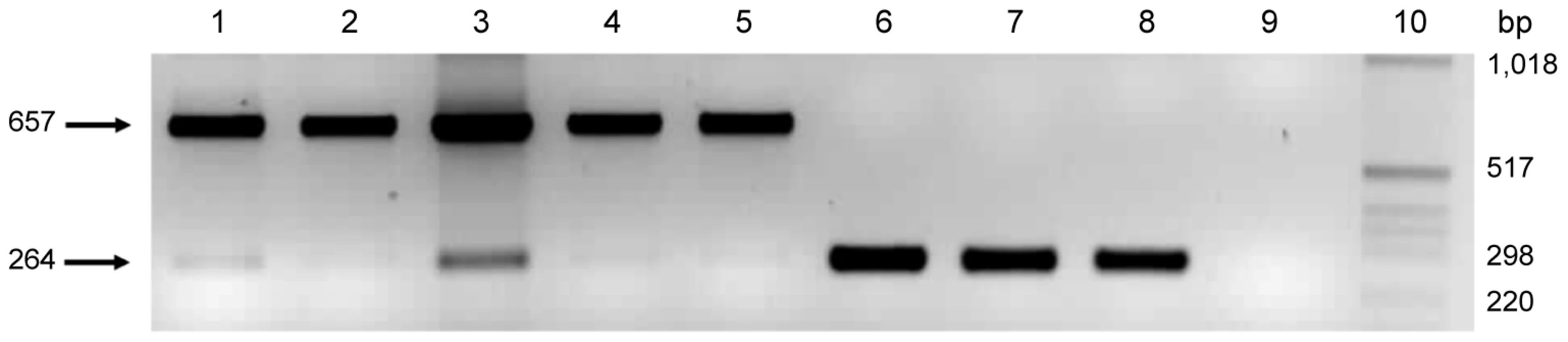 Variable number of tandem repeats polymerase chain reaction (PCR) for the <i>pmp</i>G6 gene.