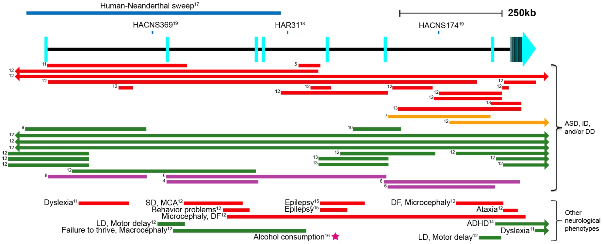 Schematic of the <i>AUTS2</i> genomic region.