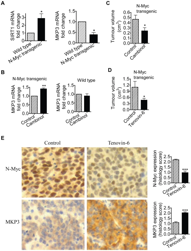 SIRT1 plays an important role in N-Myc–induced neuroblastoma initiation and progression <i>in vivo</i>.