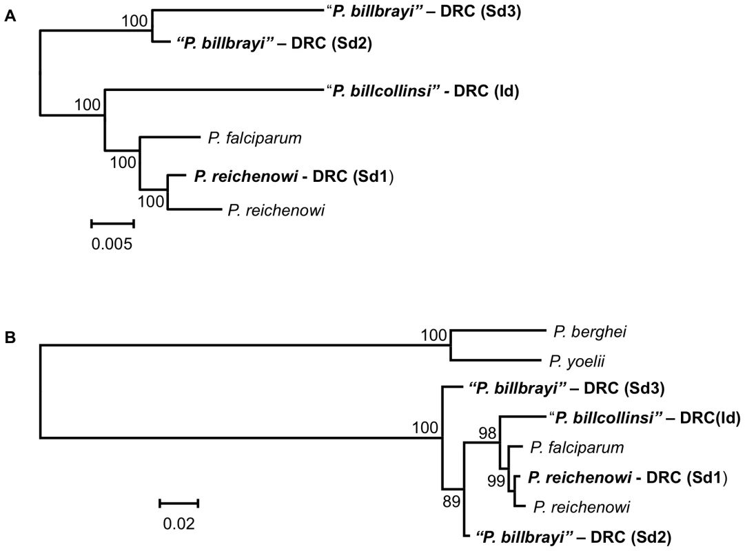 Phylogenetic analyses of the Laverania group based on the <i>dhfr-ts</i>.