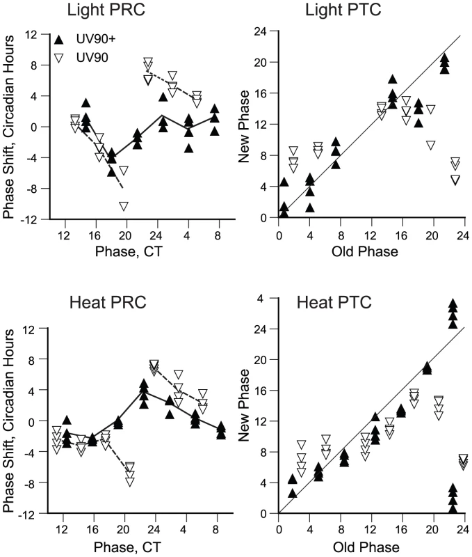 Effects of UV90 mutation on phase-resetting.