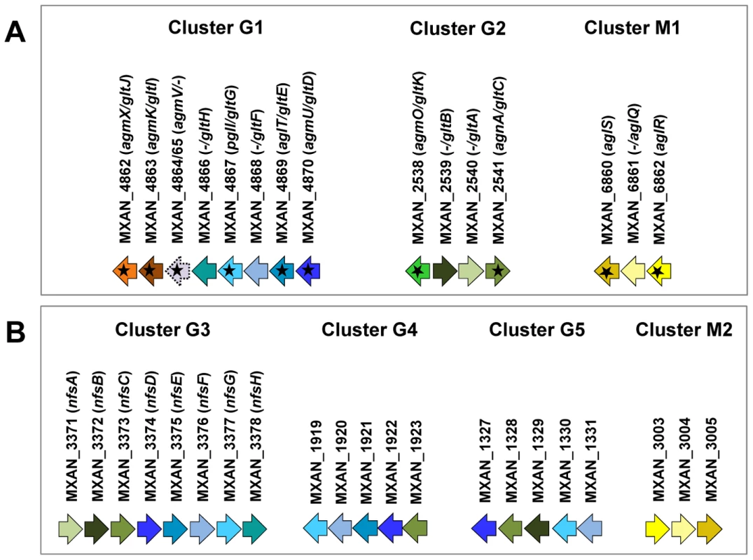 Genetic clusters carrying gliding motility genes in <i>M. xanthus</i>.