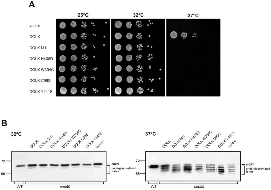 Functional analysis of <i>DOLK</i> mutant alleles in the temperature sensitive yeast <i>sec59</i> mutant.