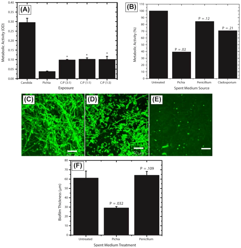Activity of <i>Pichia</i> spent medium (PSM) against fungal biofilms.