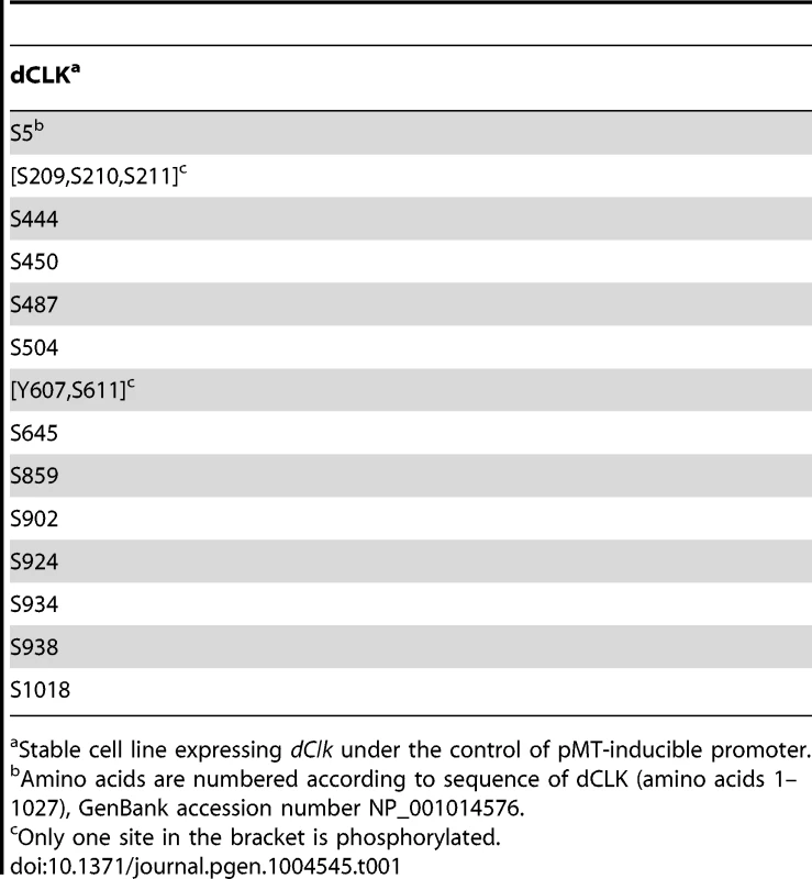 Identification of phosphorylation sites on dCLK produced in <i>Drosophila</i> S2 cells.
