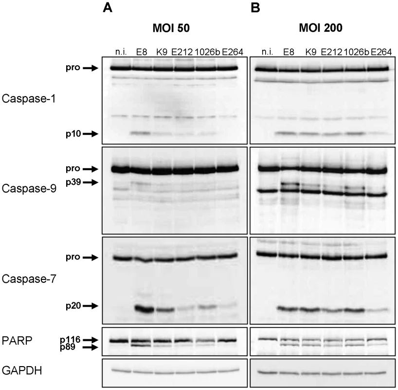 <i>Burkholderia</i>-mediated activation of caspase-1 in macrophages is strain- dependent.