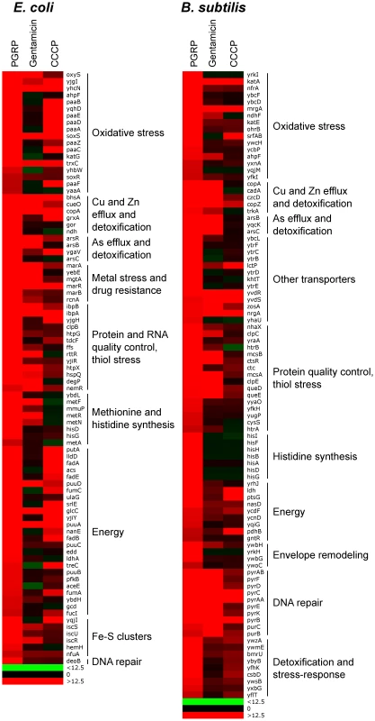 Top up-regulated groups of genes in PGRP-treated <i>E. coli</i> and <i>B. subtilis</i>.