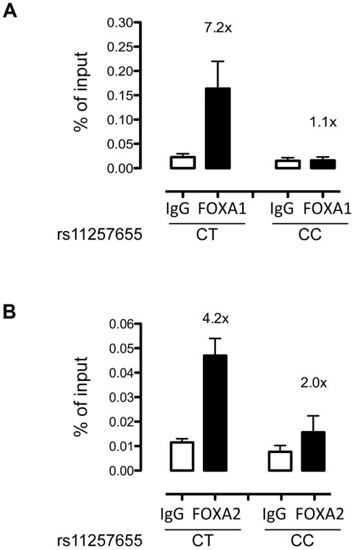 rs11257655-T allele shows increased binding to FOXA1 and FOXA2 in human islets.
