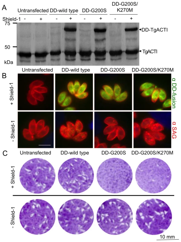 Expression of degradation domain (DD)-tagged TgACTI alleles in <i>Toxoplasma</i>.