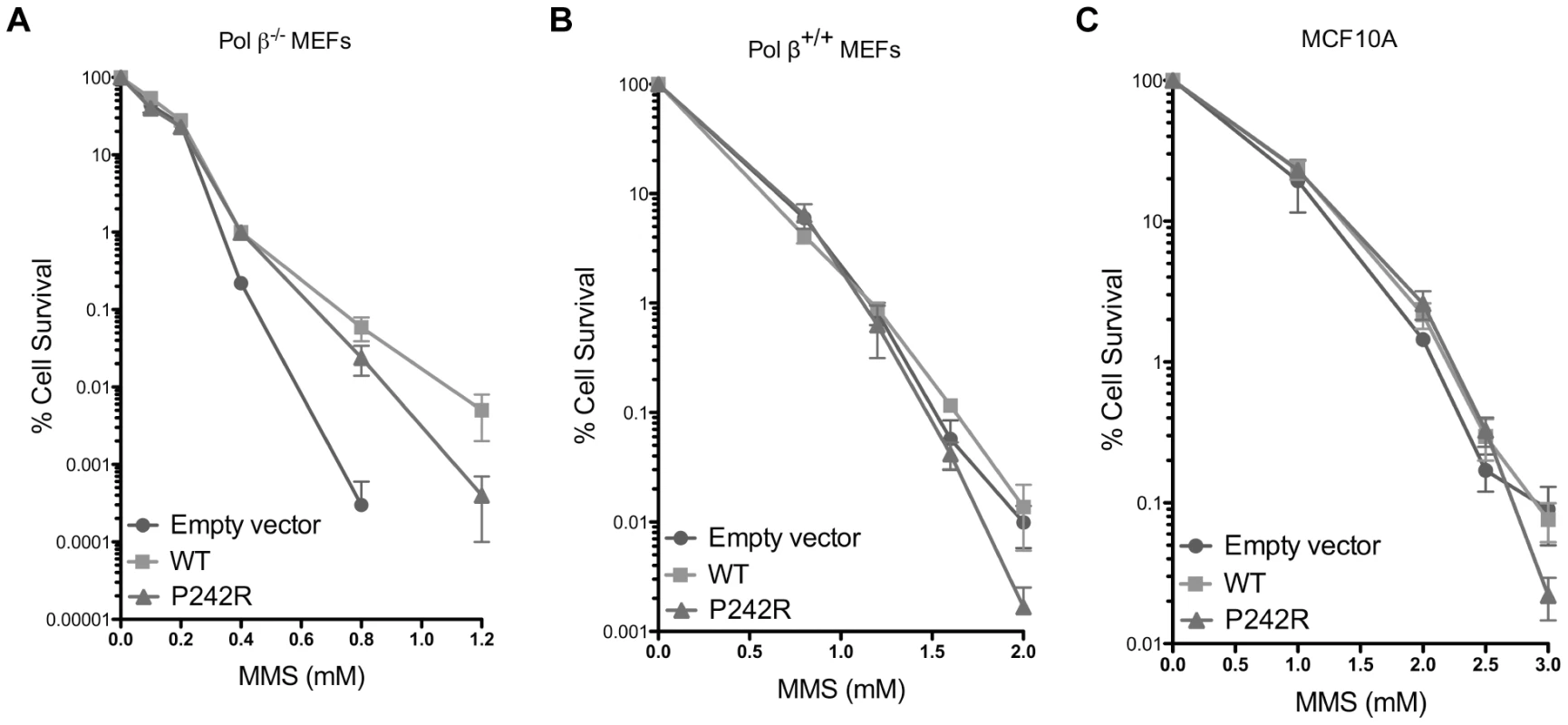P242R Pol β confers slight sensitivity to MMS compared to WT.