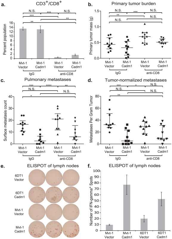 The effect of <i>Cadm1</i> expression on tumor and metastasis in CD8<sup>+</sup> T cell depleted mice.