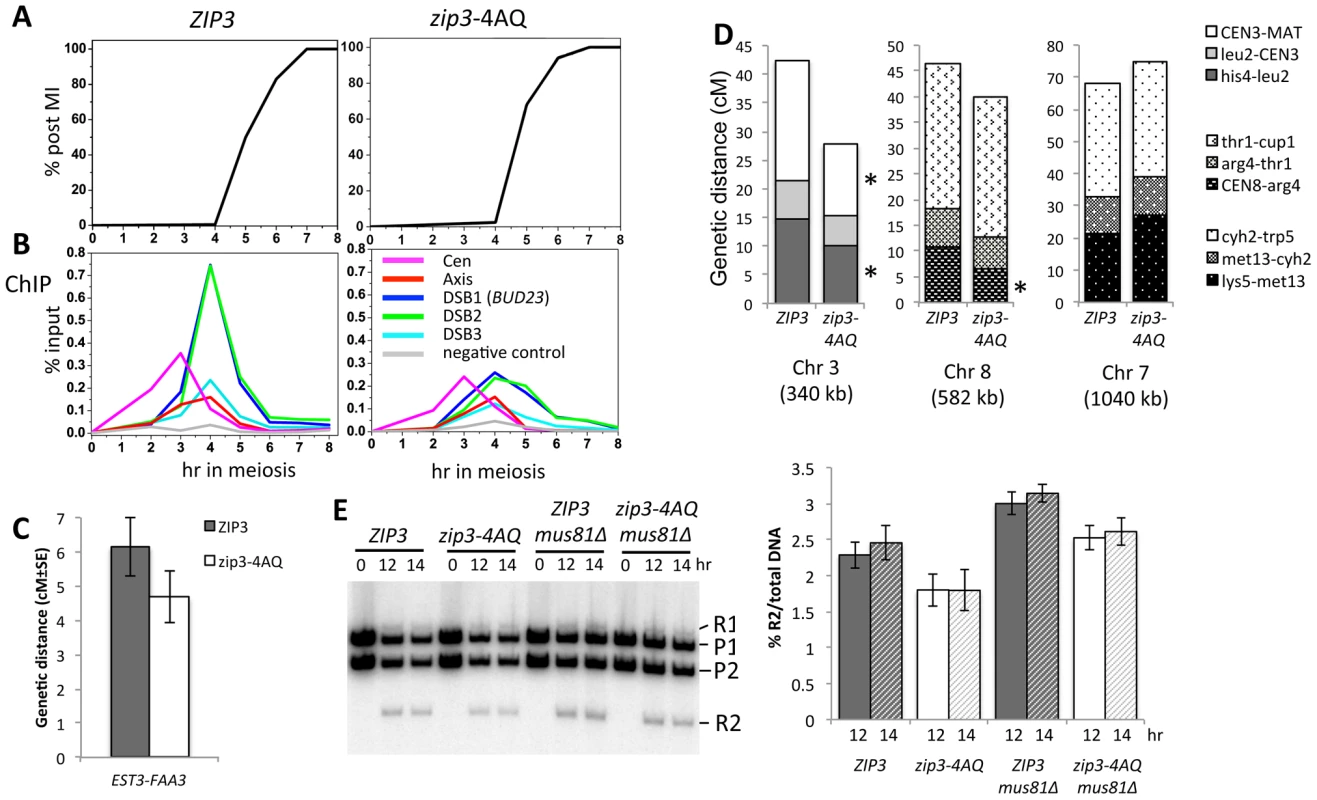 Mutation of the Zip3 consensus phosphorylation sites by Mec1/Tel1 kinases alters its association with DSB sites and decreases crossover levels.