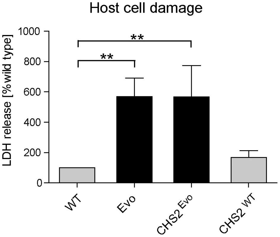 Introduction of a single nucleotide exchange into <i>CHS2</i> results in increased macrophage damage.