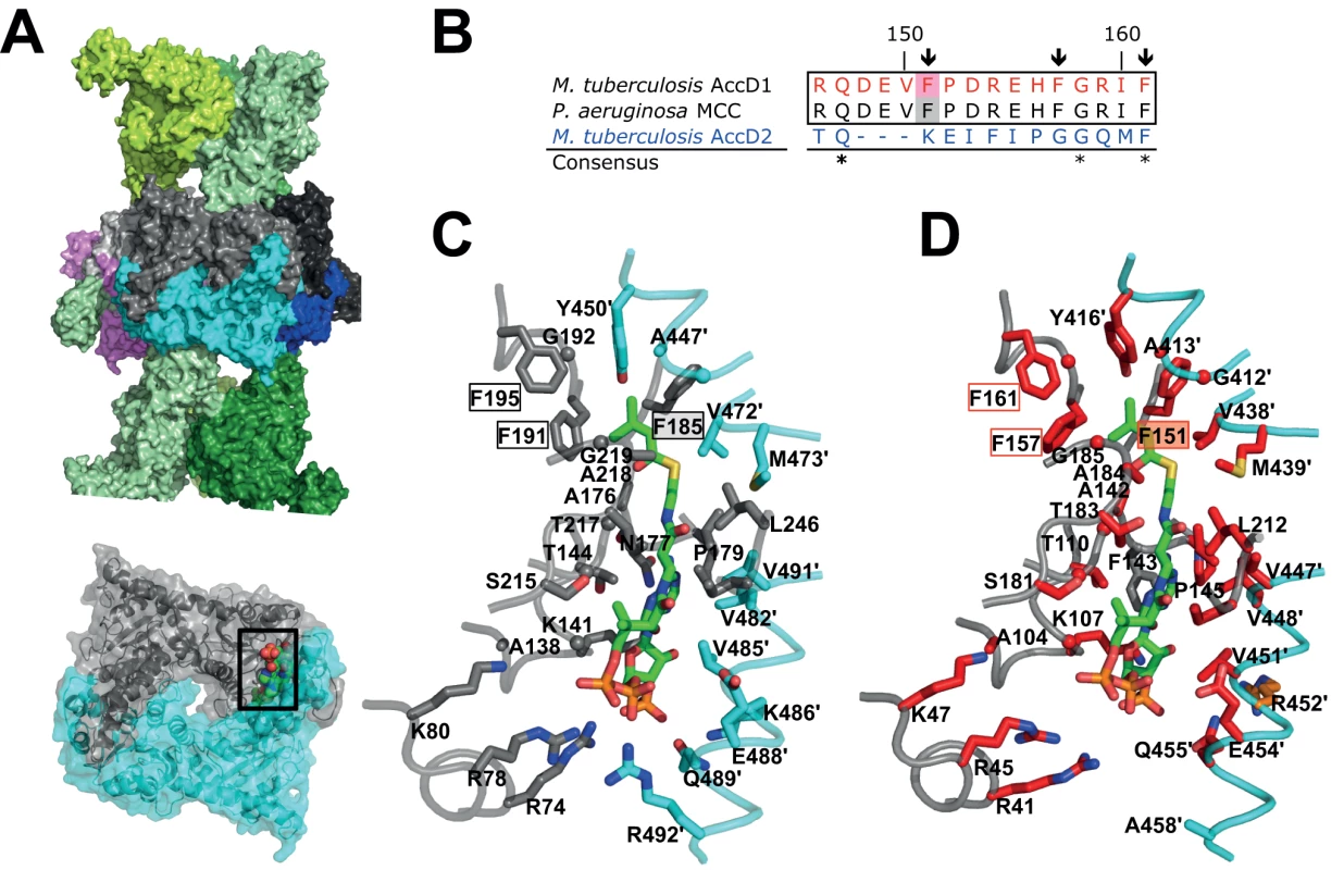 Structural conservation of the <i>M. tuberculosis</i> AccD1 CT active site.